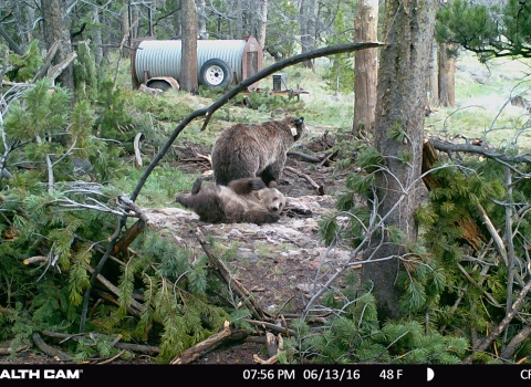 Wind River Reservation grizzly bear sow and cub at a trap site