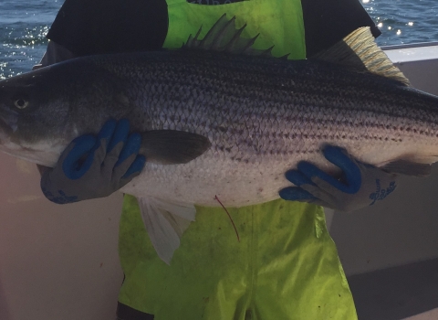 A large tagged striped bass