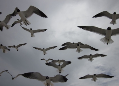 a flock of laughing gulls fly overhead