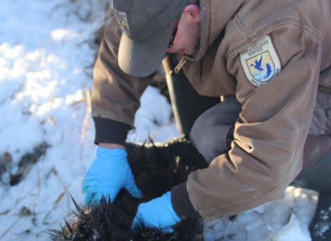 Biologist examines the fur of an elk