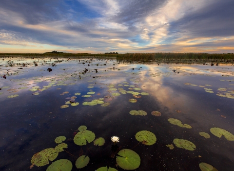 Expansive body of water with water lilies, bordered by trees in the distance