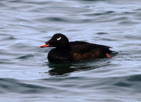 white-winged scoter floating in water
