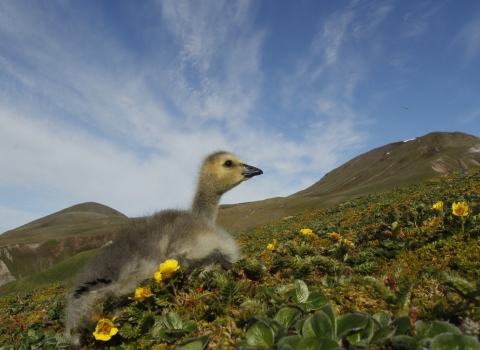 Gosling sits on tundra with yellow flowers. A blue sky with wispy clouds is overhead.