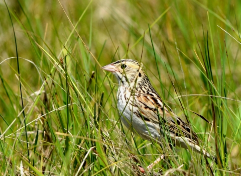 Photo of a Baird's sparrow in grasslands habitat