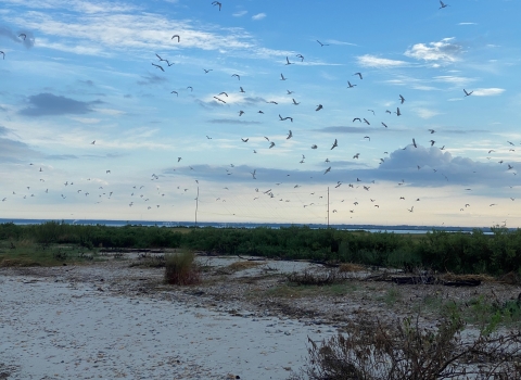 Dozens of white birds flying over a beach partially covered in shrubs.