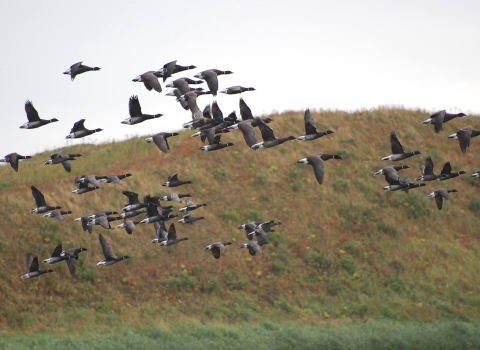black brant flying in front of a grassy hill