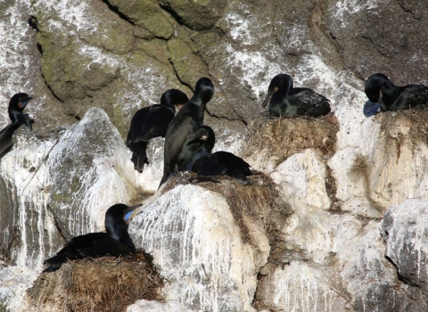 Nesting Brandt's Cormorants