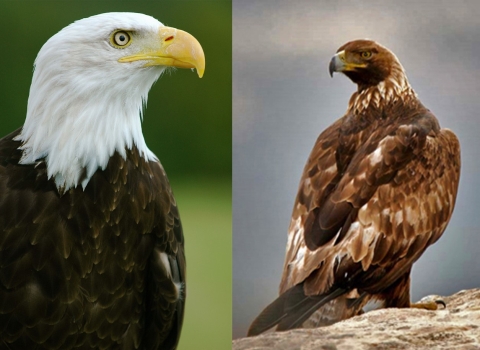 Bald eagle and golden eagle