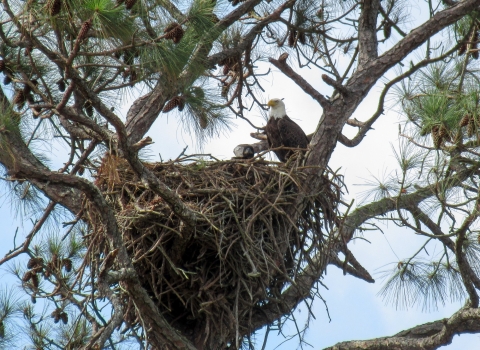 An adult bald perches on the edge of a large nest, watching over it's nestling 