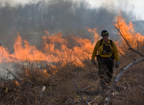 firefighter walking in front of flames during a prescribed burn