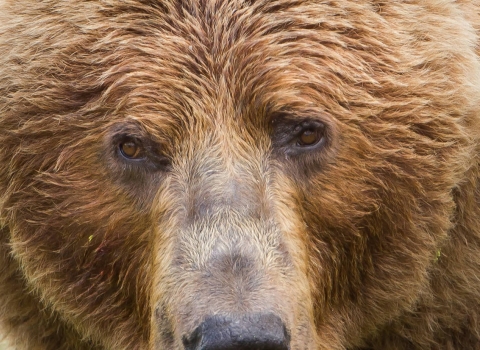 Kodiak brown bear close-up