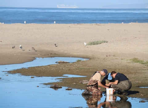 Three biologists in waders kneel over a bucket on the edge of a tide pool.
