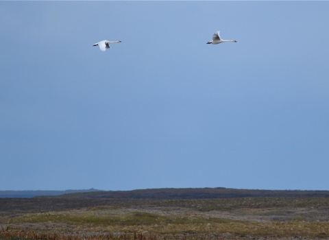 two swans flying over tundra