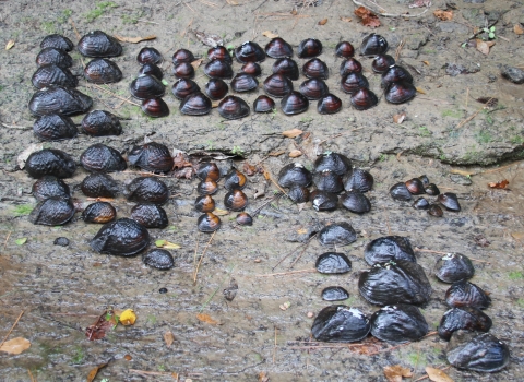 A collection of freshwater mussels
