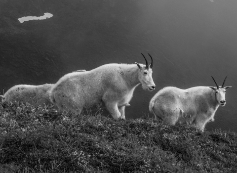 three mountain goats on a hill in black and white
