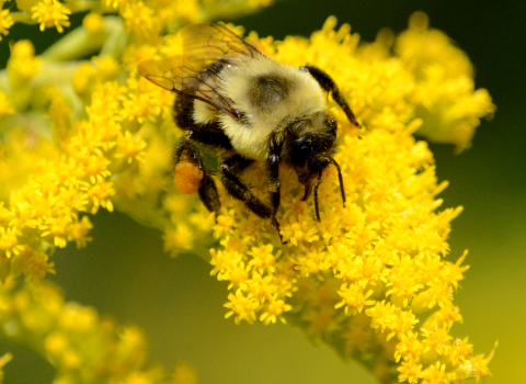 Bee on goldenrod in bloom