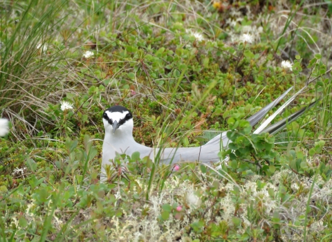 Bird with black head and white body sitting on nest in the tundra