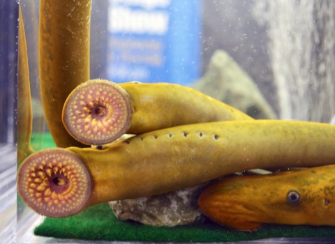 Adult sea lamprey (Petromyzon marinus).