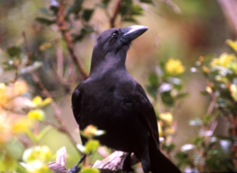 A black Hawaiian crow sits on a flowering branch. Green leaves surround it. 