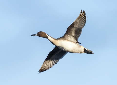 Northern pintail in flight against a blue sky