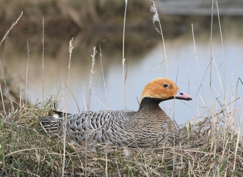 Goose with orange head, pink bill, and black and brown flecked body sitting on a nest in the tundra.