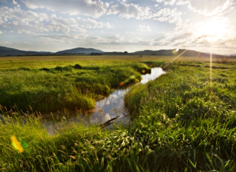 Partners for Fish and Wildlife: Fen Wetland Restoration at Jim Stone's Ranch in Ovando, Montana