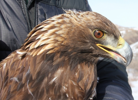 Head shot of Golden Eagle, raptor with brown feathers, yellow beak, brown eye