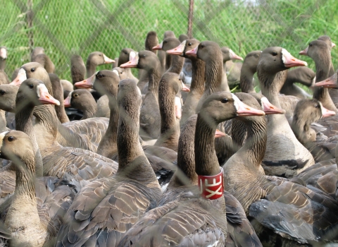 Numerous geese with brown plumage behind a net; one wearing a red and white plastic banding collar