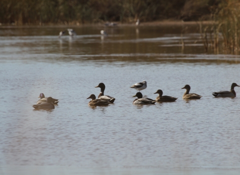 Mallards and American avocet in shallow water