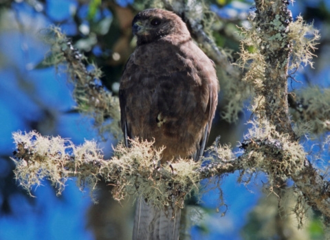 A Hawaiian hawk sits perched on a branch. 