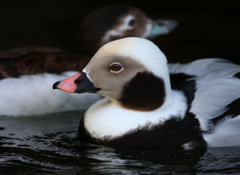 Head shot of duck with pink and black bill and white and black body