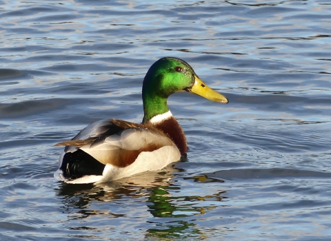 Duck with bright green head and brown and white body of feathers