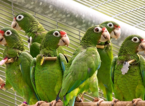 Partners for Fish and Wildlife: Puerto Rican Parrots at the FWS Aviary Facility in Maricao, Puerto Rico. 