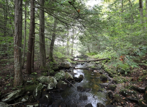 A stream flows gently through a wooded forest. 