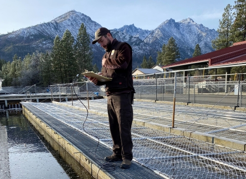 A Service Veterinarian examines the health of juvenile salmon at Leavenworth National Fish Hatchery