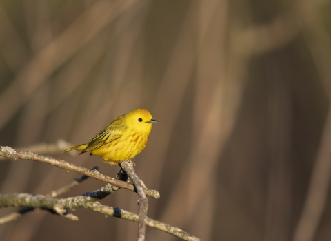 Yellow warbler perches on branch in sunlight.