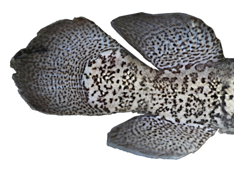 tail end of a speckled fish