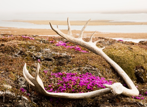 A caribout antler with purple flowers in the tundra