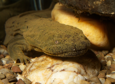 A greenish-brown hellbender faces the screen; white, red and brown rocks are visible beneath the salamander.