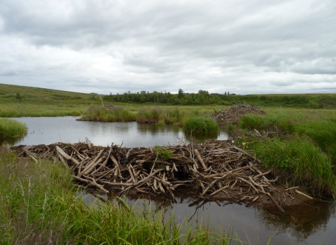 a beaver dam in a wetland