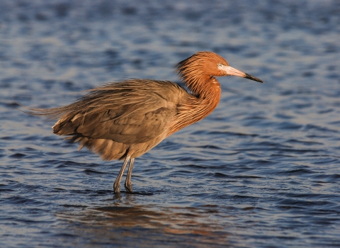 A reddish egret stands in shallow estuary waters