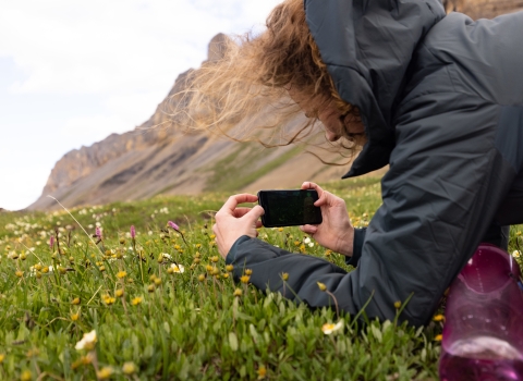 A woman crouches on the tundra to take a photo of flowers with a smartphone.