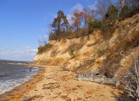 Eroding sand cliffs above shoreline of Chesapeake Bay