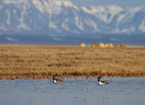 Pair of red-throated loons swims in a pond with tents and mountains in background
