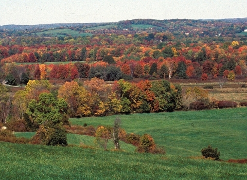 Rolling hills covered in green fields and autumn-colored trees