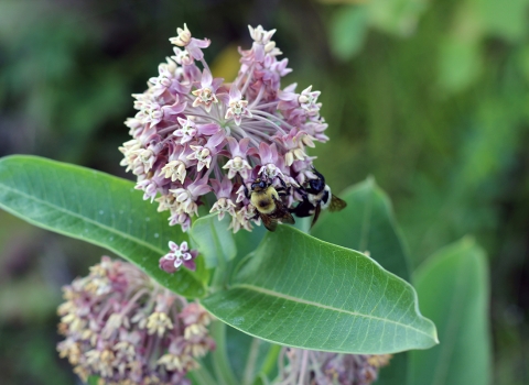 Bees on common milkweed.