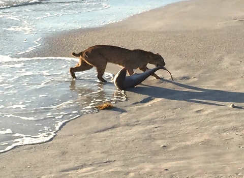 Bobcat drags small shark from beach shore. 