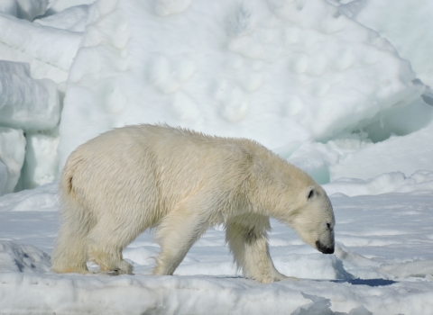 a polar bear walking along chunks of ice