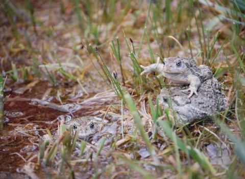 Three Wyoming toads bathe and lounge in a shallow micropool
