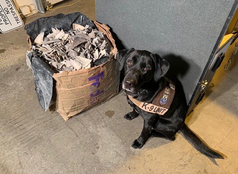Service dog dock sitting next to a box full of shark fins. 